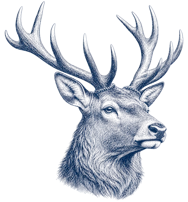 Etched stag illustration
